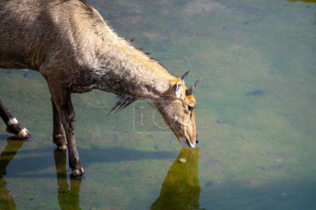 Famous Neelgai blue bull antelope found in Rajasthan a common sight across the cities of jaipur jodhpur and delhi grazing on grass and drinking water in the wild