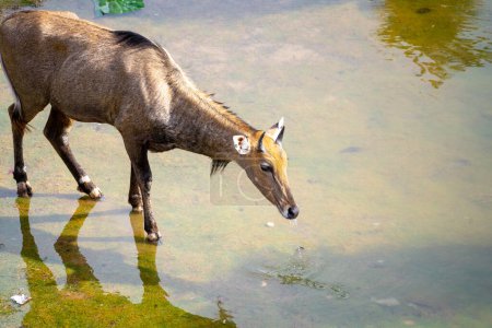 Famoso antílope de toro azul Neelgai encontrado en Rajasthan una vista común a través de las ciudades de jaipur jodhpur y delhi pastando en la hierba y el agua potable en la naturaleza