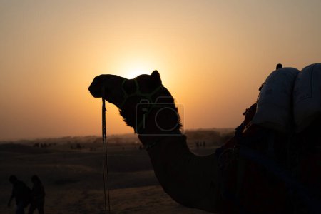 Kamelsilhouette mit der Sonne direkt dahinter in Sanddünen in Sam Jaisalmer Rajasthan Indien