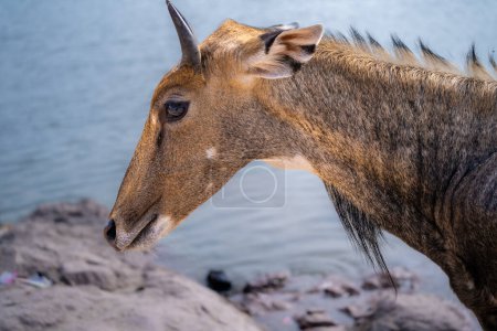 Famous Neelgai blue bull antelope found in Rajasthan a common sight across the cities of jaipur jodhpur and delhi India