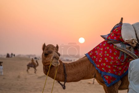 Camel avec des vêtements colorés attelés à un chariot regarde avec le soleil couchant derrière lui dans Sam Rajasthan