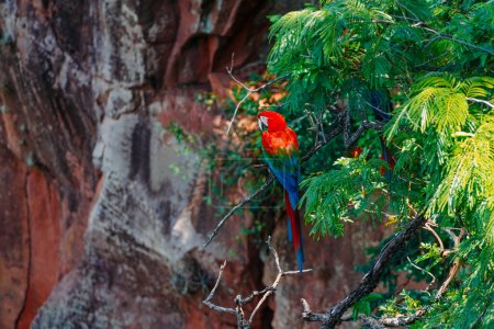 Foto de 13 de diciembre de 2023, Brasil. Guacamayo escarlata grande en un árbol en Buraco das Araras, en la ciudad de Jardim, en el Pantanal de Mato Grosso do Sul. Buraco das Araras es uno de los mayores sumideros del mundo, de aproximadamente 100 metros de profundidad y 500 metros - Imagen libre de derechos
