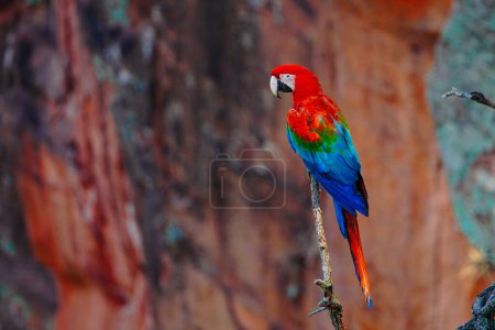 Photo for December 13, 2023, Brazil. Large Scarlet Macaw on a tree in Buraco das Araras, in the city of Jardim, in the Pantanal of Mato Grosso do Sul. Buraco das Araras is one of the largest sinkholes in the world, approximately 100 meters deep and 500 meters - Royalty Free Image