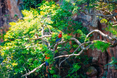 Téléchargez les photos : 13 décembre 2023, Brésil. Grand Aras écarlate sur un arbre à Buraco das Araras, dans la ville de Jardim, dans le Pantanal du Mato Grosso do Sul. Buraco das Araras est l'un des plus grands puits dans le monde, à environ 100 mètres de profondeur et 500 mètres - en image libre de droit
