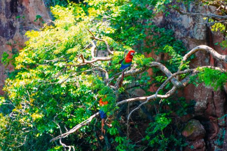 Foto de 13 de diciembre de 2023, Brasil. Guacamayo escarlata grande en un árbol en Buraco das Araras, en la ciudad de Jardim, en el Pantanal de Mato Grosso do Sul. Buraco das Araras es uno de los mayores sumideros del mundo, de aproximadamente 100 metros de profundidad y 500 metros - Imagen libre de derechos