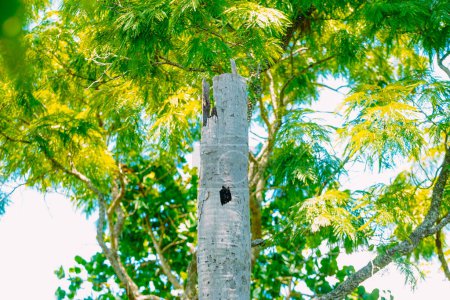 Téléchargez les photos : 13 décembre 2023, Brésil. cocotier utilisé par les aras pour construire un nid, dans la ville de Jardim, dans le Pantanal du Mato Grosso do Sul - en image libre de droit
