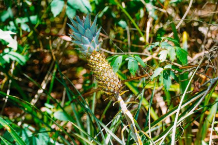 Photo for December 13, 2023, Brazil. Cerrado pineapple seen during a trail in the Jardim region, in the Pantanal, in Mato Grosso do Sul - Royalty Free Image