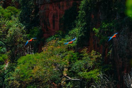 Téléchargez les photos : Grand Aras écarlate volant à l'intérieur de Buraco das Araras, dans la ville de Jardim, dans le Pantanal, Mato Grosso do Sul - en image libre de droit