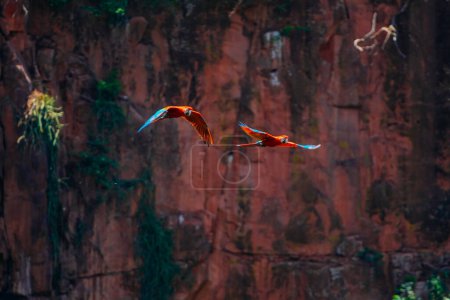 Téléchargez les photos : 13 décembre 2023, Brésil. Grand couple d'aras écarlate volant à l'intérieur de Buraco das Araras, dans la ville de Jardim, dans le Pantanal, Mato Grosso do Sul - en image libre de droit