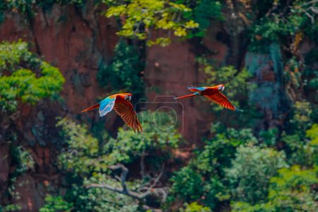 Foto de 13 de diciembre de 2023, Brasil. Gran pareja de guacamayos escarlata volando dentro de Buraco das Araras, en la ciudad de Jardim, en el Pantanal, Mato Grosso do Sul - Imagen libre de derechos