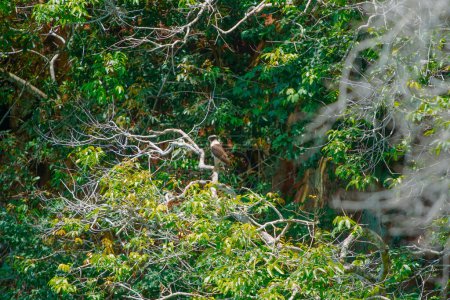 Foto de 13 de diciembre de 2023, Brasil. Acau se ve en la naturaleza cerca de Buraco das Araras, en la ciudad de Jardim, en el Pantanal de Mato Grosso do Sul. - Imagen libre de derechos