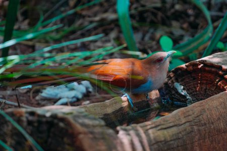 Foto de 13 de diciembre de 2023, Brasil. El ave Alma-de-gato se ve en la naturaleza cerca de Buraco das Araras, en la ciudad de Jardim, en el Pantanal de Mato Grosso do Sul - Imagen libre de derechos