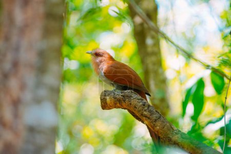 Photo for December 13, 2023, Brazil. The Alma-de-gato bird is seen in nature near Buraco das Araras, in the city of Jardim, in the Pantanal of Mato Grosso do Sul - Royalty Free Image