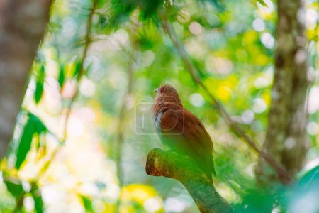 Téléchargez les photos : 13 décembre 2023, Brésil. L'oiseau Alma-de-gato est vu dans la nature près de Buraco das Araras, dans la ville de Jardim, dans le Pantanal du Mato Grosso do Sul - en image libre de droit