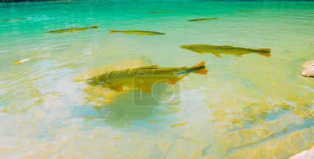 Téléchargez les photos : 21 mars 2024, Brésil. Les poissons nagent dans les eaux cristallines de la rivière Formoso, dans la station municipale de Bonito, dans le Mato Grosso do Sul. La ville est l'une des principales destinations écotouristiques du Brésil. Ses principales attractions sont les paysages naturels - en image libre de droit