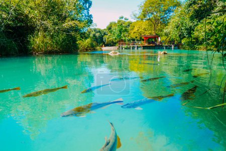 Photo for March 21, 2024, Brazil. Fish swim in the crystal clear waters of the Formoso River, in the municipal resort of Bonito, in Mato Grosso do Sul. The city is one of the main ecotourism destinations in Brazil. Its main attractions are the natural landscap - Royalty Free Image