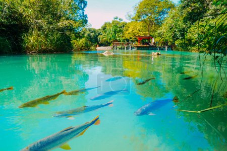 Foto de 21 de marzo de 2024, Brasil. Los peces nadan en las aguas cristalinas del río Formoso, en la localidad municipal de Bonito, en Mato Grosso do Sul. La ciudad es uno de los principales destinos de ecoturismo en Brasil. Sus principales atracciones son los fondos naturales - Imagen libre de derechos