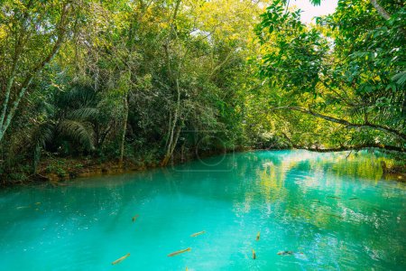 March 21, 2024, Brazil. Rio Formoso, in the city of Bonito, in Mato Grosso do Sul. Bonito is one of the main ecotourism destinations in Brazil. Its main attractions are the natural landscapes, diving in rivers with clear waters, waterfalls, caves, ca