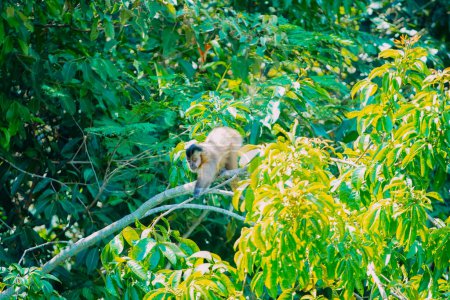 Photo for March 21, 2024, Brazil. Capuchin monkey is seen in the tree, in the municipal resort, in Bonito, in Mato Grosso do Sul. The city is one of the main ecotourism destinations in Brazil. Its main attractions are the natural landscapes, diving in rivers w - Royalty Free Image