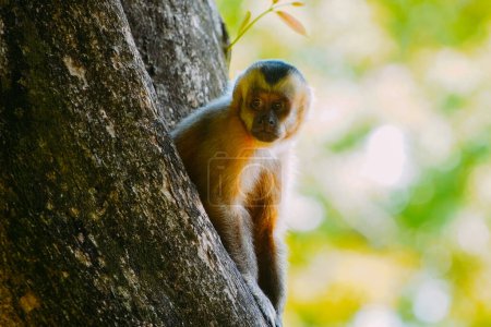 March 21, 2024, Brazil. Capuchin monkey is seen in the tree, in the municipal resort, in Bonito, in Mato Grosso do Sul. In Brazil, the capuchin monkey is found in the north, center-west and part of northeastern Brazil, inhabiting woodland and forest 
