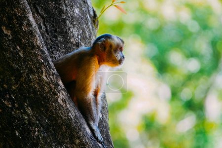March 21, 2024, Brazil. Capuchin monkey is seen in the tree, in the municipal resort, in Bonito, in Mato Grosso do Sul. The city is one of the main ecotourism destinations in Brazil. Its main attractions are the natural landscapes, diving in rivers w