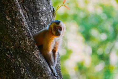 March 21, 2024, Brazil. Capuchin monkey is seen in the tree, in the municipal resort, in Bonito, in Mato Grosso do Sul. In Brazil, the capuchin monkey is found in the north, center-west and part of northeastern Brazil, inhabiting woodland and forest 
