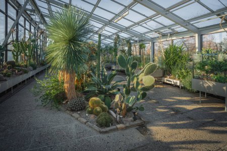 Photo for Hannover, Germany - Jan 16, 2020: Cactus at Berggarten botanical garden Greenhouse interior - Hanover, Lower Saxony, Germany - Royalty Free Image