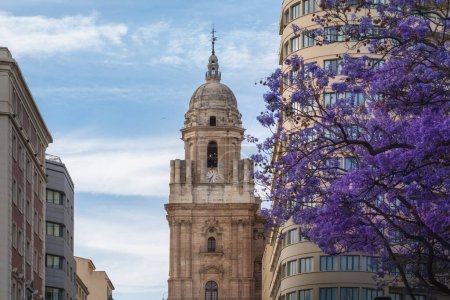 Téléchargez les photos : Cathédrale de Malaga avec Jacaranda coloré - Malaga, Andalousie, Espagne - en image libre de droit