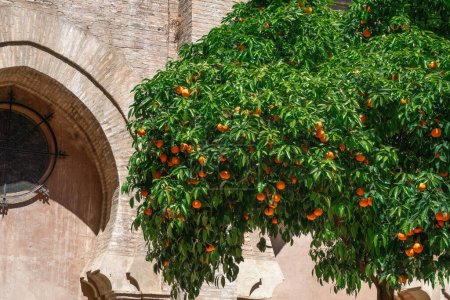Téléchargez les photos : Orange Tree plein de fruits au Patio de los Naranjos (cour de l'oranger) dans la cathédrale de Séville - Séville, Espagne - en image libre de droit