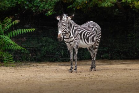 Téléchargez les photos : Belle Grevys Zebra (equus grevyi) - en image libre de droit