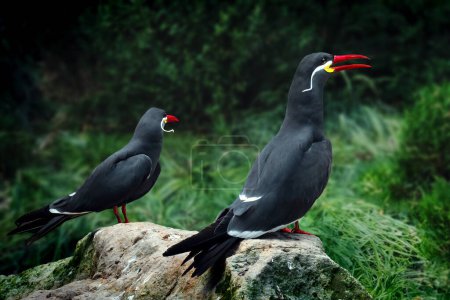 Inca Tern Birds (larosterna inca)
