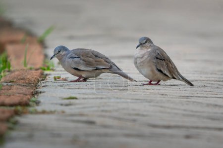 Foto de Picui Ground Dove Pareja (Columbina picui) - Imagen libre de derechos