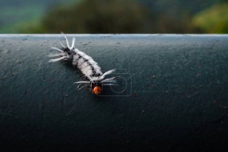 Photo for Black and White Moth Caterpillar (Halysidota sp.) - Royalty Free Image