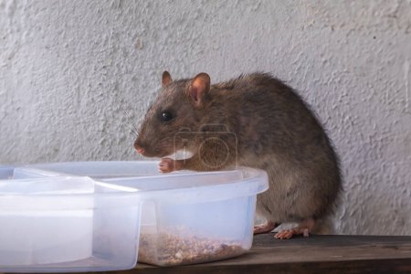 Common Brown Rat eating (Rattus norvegicus)