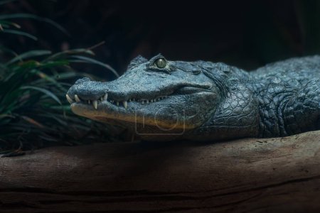 Photo for Yacare Caiman (Caiman yacare) - Pantanal Alligator - Royalty Free Image