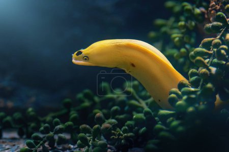 Dwarf Moray (Gymnothorax melatremus) - Yellow Moray Eel