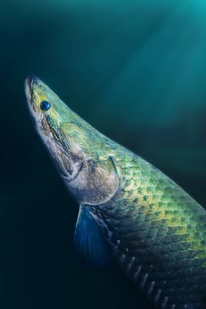 Téléchargez les photos : Pirarucu (Arapaima gigas) - Grand poisson amazonien - en image libre de droit