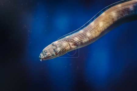 Foto de Anguila serpiente de cola afilada (Myrichthys breviceps) - Anguila Moray submarina - Imagen libre de derechos
