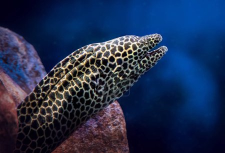 Photo for Laced Moray (Gymnothorax favagineus) - Large Moray Eel - Royalty Free Image