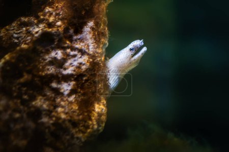 Anguille ruban blanc (Pseudechidna brummeri)