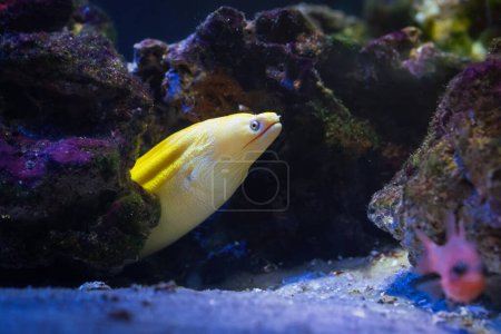 Téléchargez les photos : Moray de Goldentail (Gymnothorax miliaris) - anguille banane - en image libre de droit