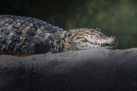 Photo for Broad-snouted Caiman (Caiman latirostris) - Alligator - Royalty Free Image