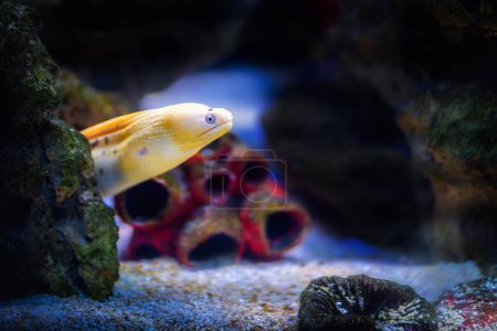 Téléchargez les photos : Moray de Goldentail (Gymnothorax miliaris) - anguille banane - en image libre de droit