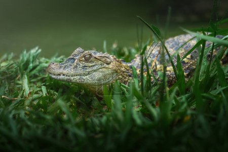 Photo for Baby Broad-snouted Caiman (Caiman latirostris) - Alligator Hatchling - Royalty Free Image
