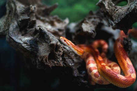 Foto de Serpiente de maíz naranja fluorescente (Pantherophis guttatus) - Imagen libre de derechos