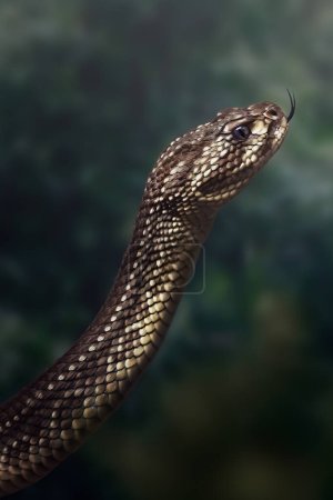 Foto de Serpiente de cascabel sudamericana (Crotalus durissus) - Cascavel - Imagen libre de derechos