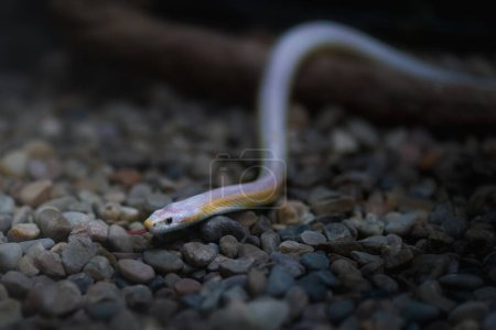 Téléchargez les photos : Serpent des neiges (Pantherophis guttatus)) - en image libre de droit