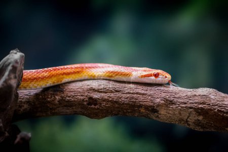 Téléchargez les photos : Serpent de maïs orange fluorescent (Pantherophis guttatus)) - en image libre de droit