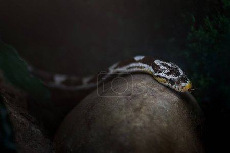 Téléchargez les photos : Serpent de maïs anérythriste (Pantherophis guttatus)) - en image libre de droit