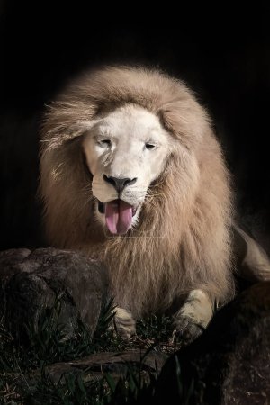 Photo for White Lion Showing Tongue (Panthera leo) - Leucistic Lion - Royalty Free Image